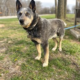 Australian Cattle Dogs from Dusty Boots Ranch