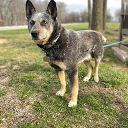 Australian Cattle Dogs from Dusty Boots Ranch
