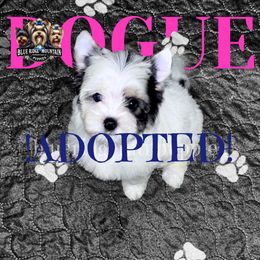 ADOPTED - Black tan and white female Biewer Terrier puppy in Asheville, North Carolina from Blue Ridge Mountain Puppies