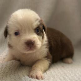 Optimus Prime - Red tri-color male Australian Shepherd puppy in Albertville, Alabama from Salt Creek Aussies