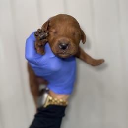 Boy 3 - Red  male Goldendoodle puppy in Fayetteville, Arkansas from Silver Hill Farm