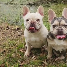 American Bullies and French Bulldogs from Daryan Falgout's French Bulldogs and American Bullies