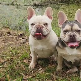 American Bullies and French Bulldogs from Daryan Falgout's French Bulldogs and American Bullies