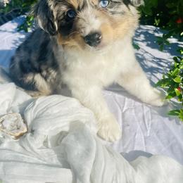 Miniature Australian Shepherd Puppies from DLT MiniAussie