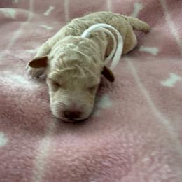 Anthem - Apricot female Poodle puppy in Wilmington, Delaware from Imperial Poodles LLC