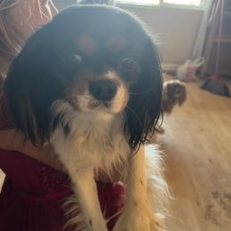 Cooper - Cavalier King Charles Spaniel