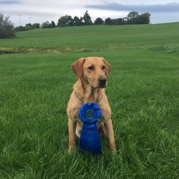 Labrador Retrievers from Moose River Retrievers