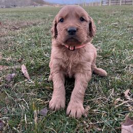 Orange - Dark golden male Golden Retriever puppy in Mount Carmel, Tennessee from HS Goldens