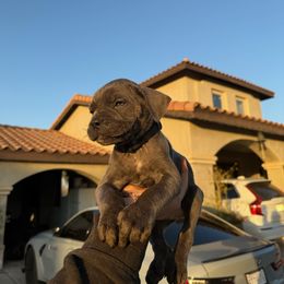 Cane Corso Puppies from ThinLine Cane Corso