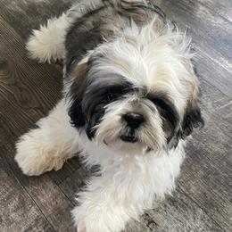 Shih Tzu Puppies from Willow Lane Shih Tzus