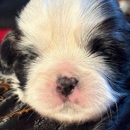 Boy 1 Duchess - Red and white male Shih Tzu puppy in Madras, Oregon from Maridee’s ShihTzu