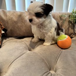 Yorkshire Terrier Puppies from Maranatha Yorkies