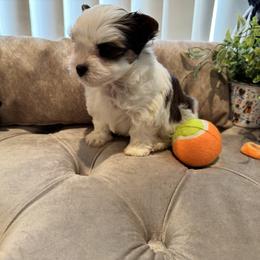 Yorkshire Terrier Puppies from Maranatha Yorkies