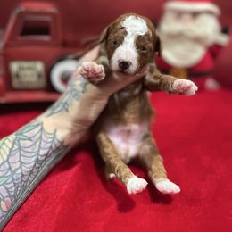 Chestnut - Red  male Goldendoodle puppy in Roseburg, Oregon from Dbos Furry Friends