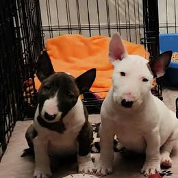 Bull Terrier and Miniature Bull Terrier Puppies from Virtue Bull Terriers & Miniature Bull Terriers