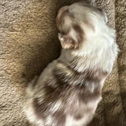 Ribeye - Red merle male Australian Shepherd puppy in Albertville, Alabama from Salt Creek Aussies