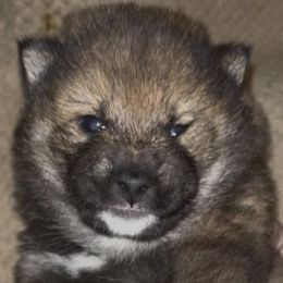 Mochi - Sesame - UKC - Sesame female Shiba Inu puppy in Clewiston, Florida from Animal Farm Shiba Inus & Mameshibas