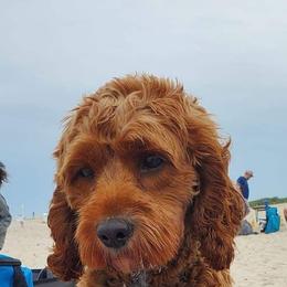 Willow - Aussiedoodle