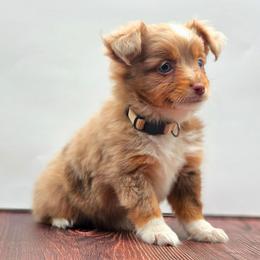 Gemma - Red merle female Miniature American Shepherd puppy in Carmichael, California from Aloe Aussies
