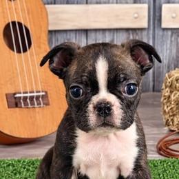 Spunky - Brindle and white male Boston Terrier puppy in Olanta, South Carolina from Julie's IHeart Boston Terrier's