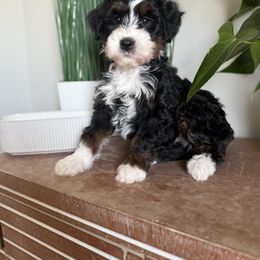 Bernedoodle Puppies from Blue Ridge Bernedoodles