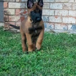 Belgian Malinois and German Shepherd Puppies from Madhouse’s Belgian Malinois and German Shepherds