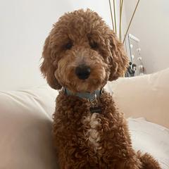 Hudson - Goldendoodle