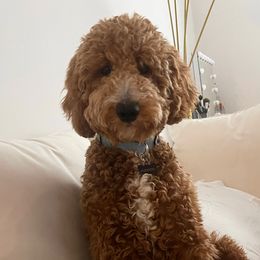 Hudson - Goldendoodle