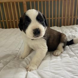Black collar male - Mahogany and white male Saint Bernard puppy in Albany, Georgia from Magnolia Saint Bernards