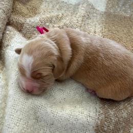 Penny - Golden female Golden Retriever puppy in Spur, Texas from Adams Puppies