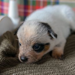 Shay - Blue speckled female Australian Cattle Dog puppy in Gatlinburg, Tennessee from Greenbrier