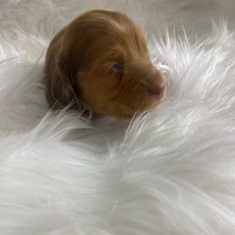 Chocolate based Red dapple-Stella - Chocolate female Dachshund puppy in Great Bend, Pennsylvania from Dashing Doxies