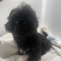 Girl 1 - Black Shih Tzu puppy in Florida from Rock Creek Shih Tzus