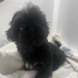 Girl 1 - Black Shih Tzu puppy in Florida from Rock Creek Shih Tzus