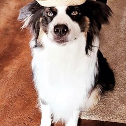 Australian Shepherd Puppies from Bedtime Story Australian Shepherds