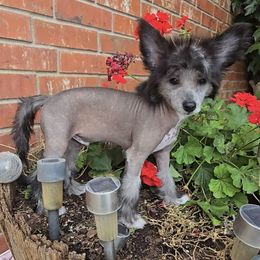 Aaron  Long Star Angel - Black and white male Chinese Crested puppy in Amarillo, Texas from Victoria's Chinese Cresteds Long Star Angels