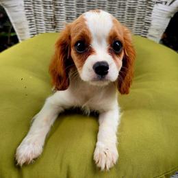 Whitney - Blenheim female Cavalier King Charles Spaniel puppy in Watsontown, Pennsylvania from Huntsman Cavaliers