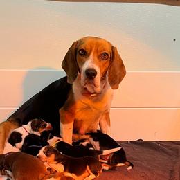 Crazee - Beagle