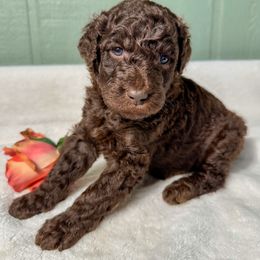 Coco - Chocolate female Goldendoodle puppy in Osage City, Kansas from Golden Ridge Goldens