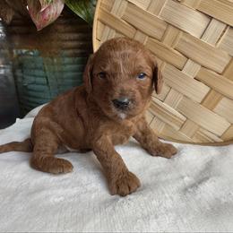 Forest - Red male Cavapoo puppy in Orrstown, Pennsylvania from Pawfect Fur Friends