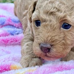 Poodle Puppies from Pet Guardian Smart Kennels, LLC