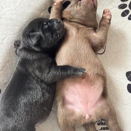 Labrador Retriever Puppies from Enchanted Garden Labradors