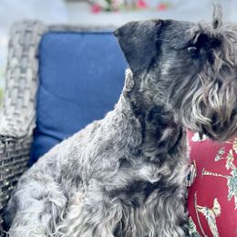 Cesky Terriers from Johnwicki Terriers