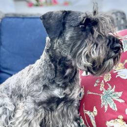 Cesky Terriers from Johnwicki Terriers