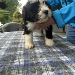 Bearded Collie and Border Collie Puppies from Beloved Bearded & Border Collies