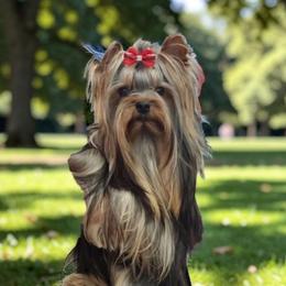 Vincent - Yorkshire Terrier