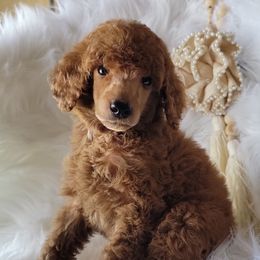 Haze - Poodle
