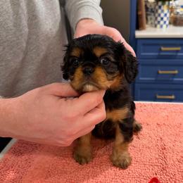 Frank - Red Boy - Black and tan male Cavalier King Charles Spaniel puppy in Little Rock, Arkansas from Montra Japanese Chin & Cavalier King Charles Spaniels