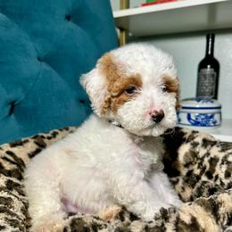 Navy Collar - Parti male Goldendoodle puppy in Cocoa, Florida from Leopard n Lace Doodles