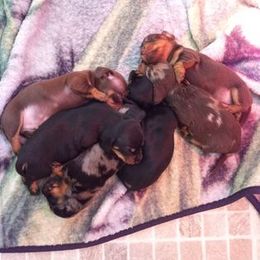 Dachshund Puppies from White River Valley Kennel